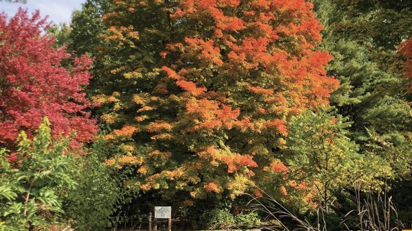 A tree with green-to-bright-orange leaves stands in the middle. Surrounding are other trees of various colors, with a trail and prairie plants in the foreground. "Directions" reads at the top.