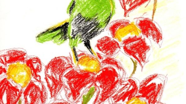 Crayon illustration of a green bird with a medium bill near red flowers