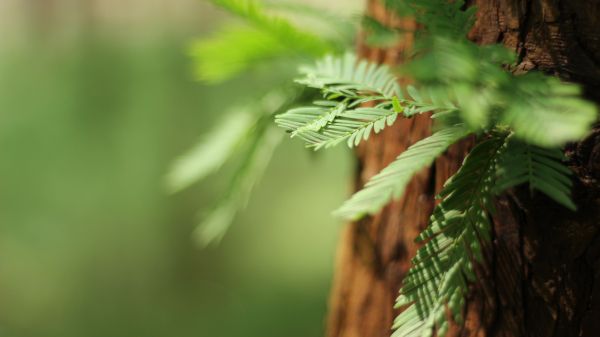 new growth on sequoia