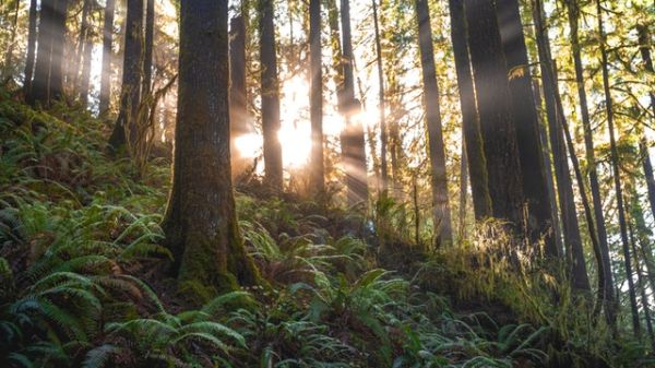 Forest with sunlight peeking through the trees