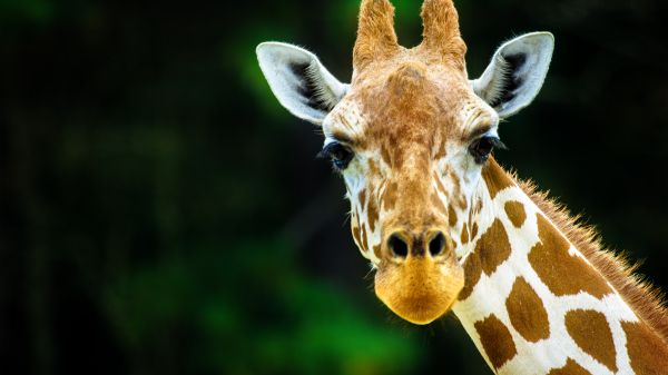 Giraffe looking at the camera