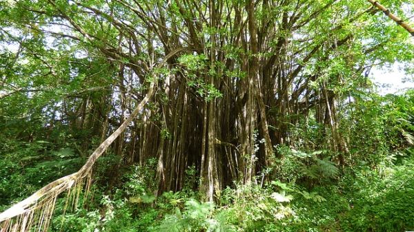 Photo of a large tree with many extending roots