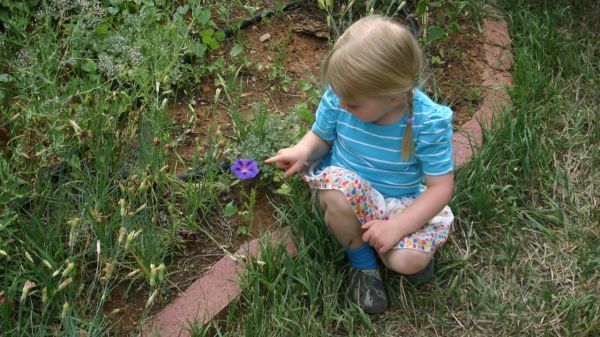 Wild School Gardens