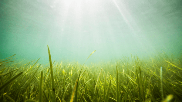 Seagrass on the bottom of an ocean floor, sunlight shining through the top