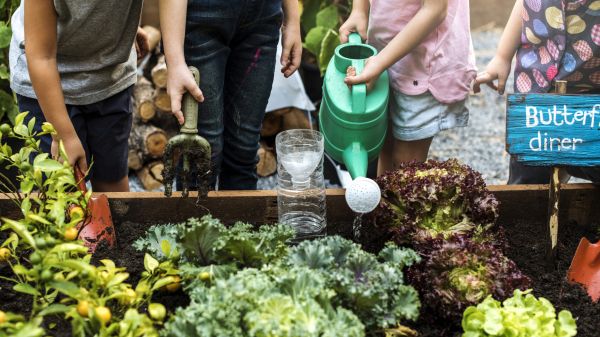 Picture of kid's arms with watering cans watering a raised bed school garden.