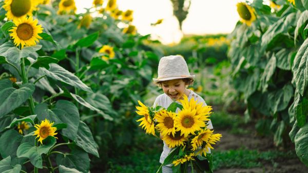 Child walking through sunflower field, carrying a large bouquet of sunflowers and laughing. Child walking through sunflower field, carrying a large bouquet of sunflowers and laughing.