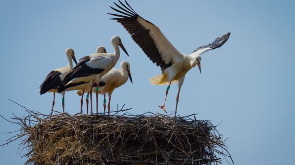 A group of fledgling birds on a nest getting ready to fly