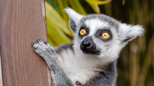 White and Gray Lemur on Brown Surface