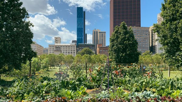 Urban farm, skyscraper backdrop.