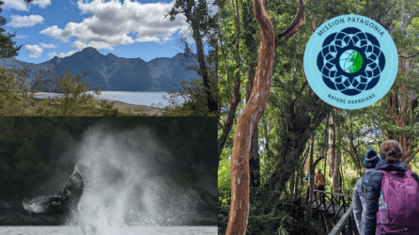 a collage of three images, one with a mountainscape, one of a humpback whale fluke, and one of people walking through a temperate rainforest