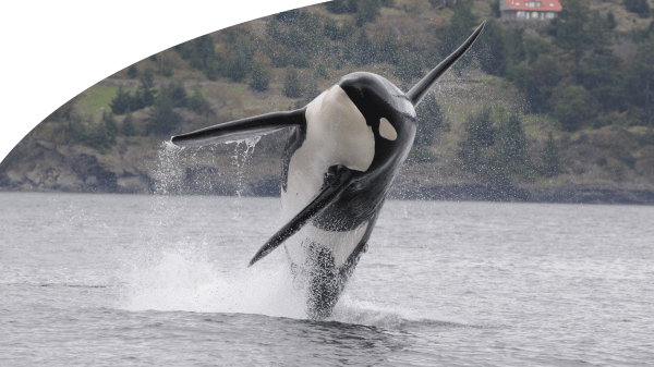 Saving the Southern Resident Killer Whales Saving the Southern Resident Killer Whales