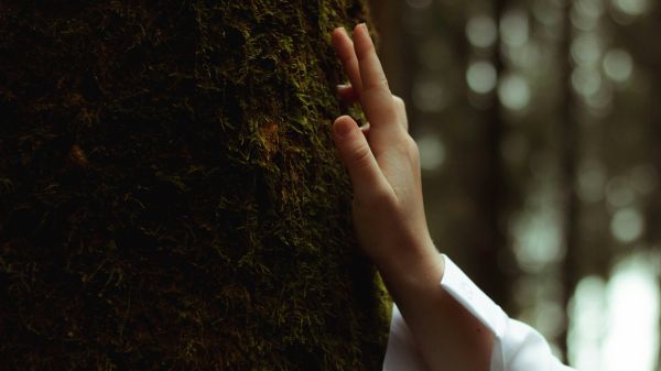 A close-up of a hand touching the bark of a tree, a blurry forest in the background