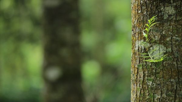 Shallow Focus Photography of Brown Tree Trunk