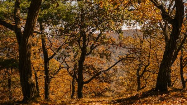 Autumn trees with bright foliage on land against mountain