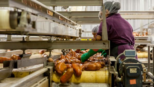 A person wearing a hair net and gloves cleans sweet potatoes on metal shelving
