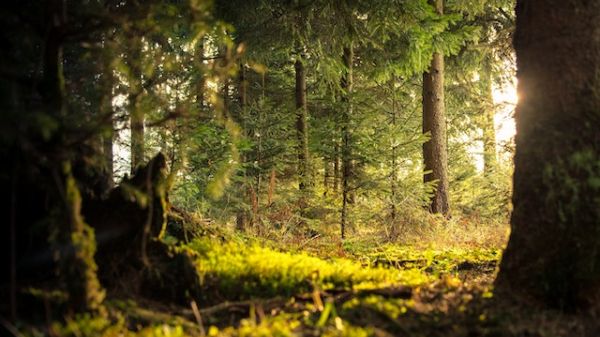 A worm's eye view of a sunlit forest