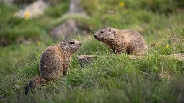 Two alpine marmosets sit in a green grassy field, one at a slightly higher elevation looking down at the other