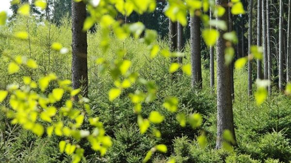 Selective focus on a forest of young trees in the background