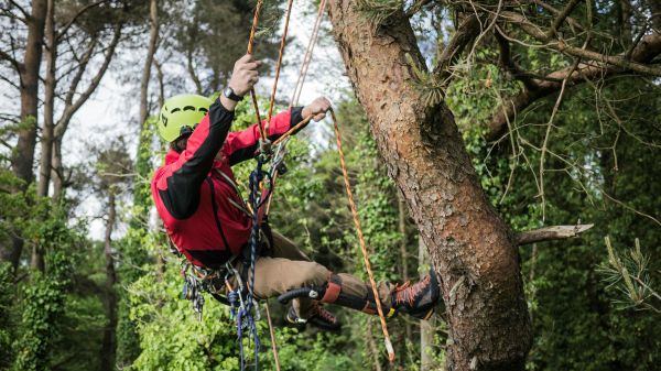 A person climbing a tree in a forested area, suspended with a harness rope and wearing a helmet