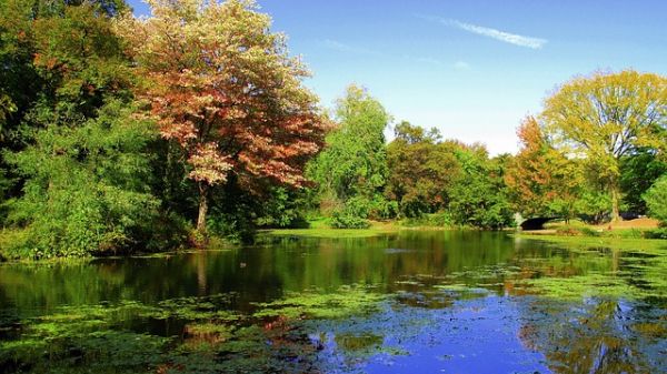 A pond circled by trees with leaves changing color from green to yellows an reds