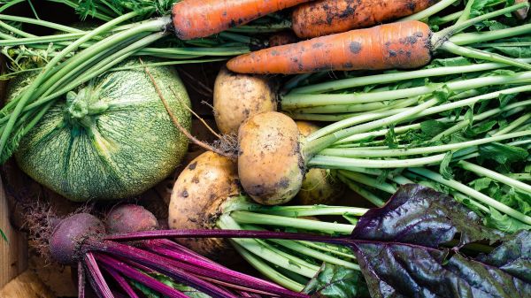 Box of freshly picked vegetables including turnips, beets, and carrots.