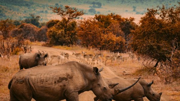 WildTeam UK Two rhinos cross a dirt road