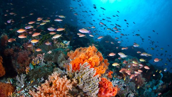 A plethora of small, colorful fish (Pseudanthias sp.) swim in a current passing over a coral reef. The fish are catching tiny zooplankton that ride the ocean current.