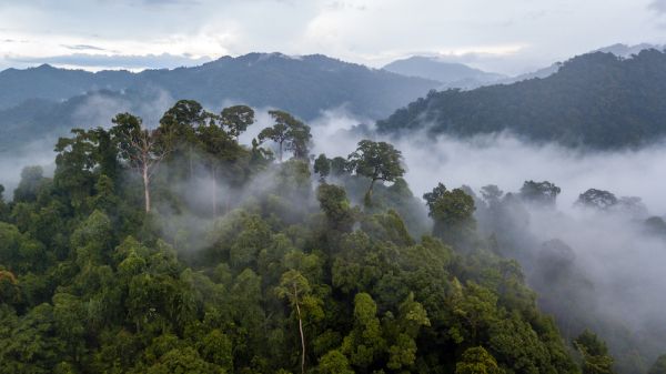 Aerial view of mist, cloud and fog hanging over a lush tropical rainforest after a storm