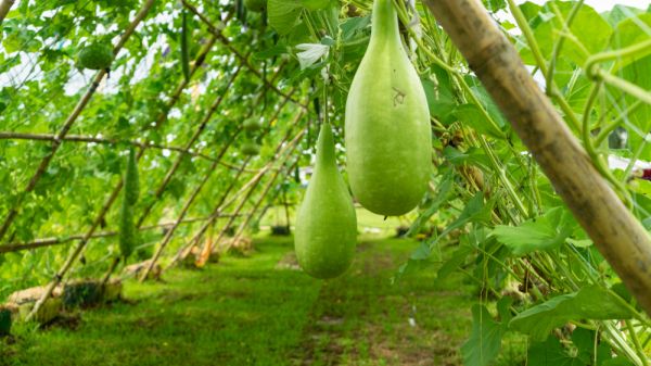 Hanging winter melon in the garden.