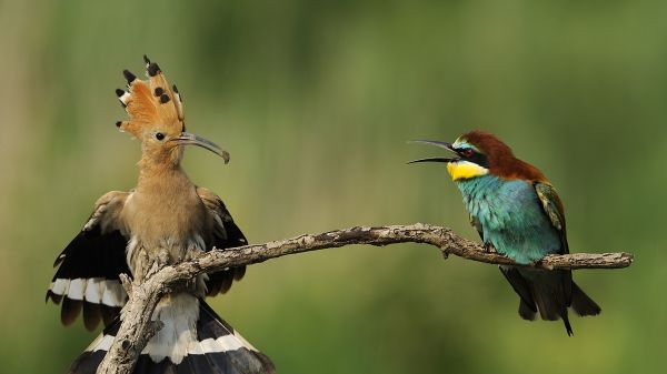 Two birds sitting on a branch