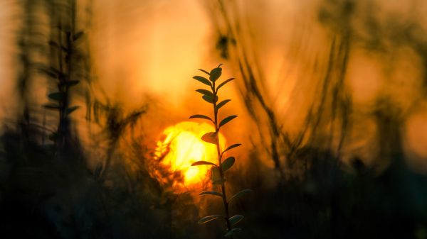 Warm colors, sun peeking through sillhouette of plants.