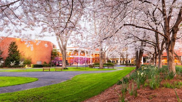 Cherry blossoms on campus.