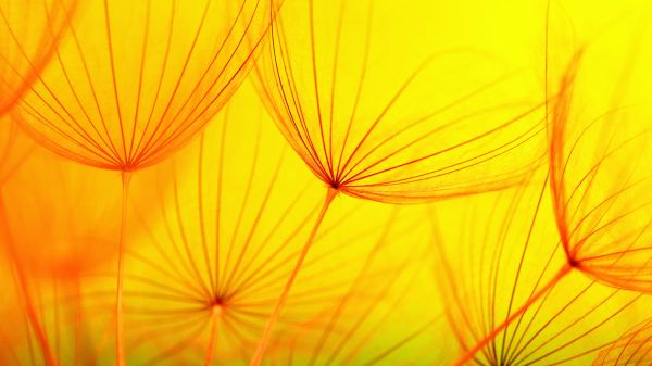 Macro photo of dandelion seeds