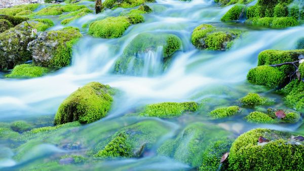 Forest stream running over glowing mossy rocks