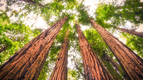 view of tall trees from ground