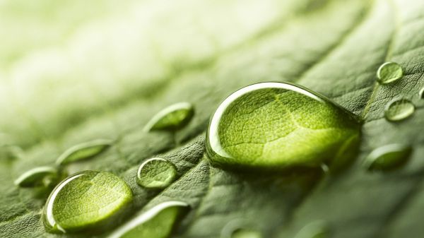 water droplets on leaf