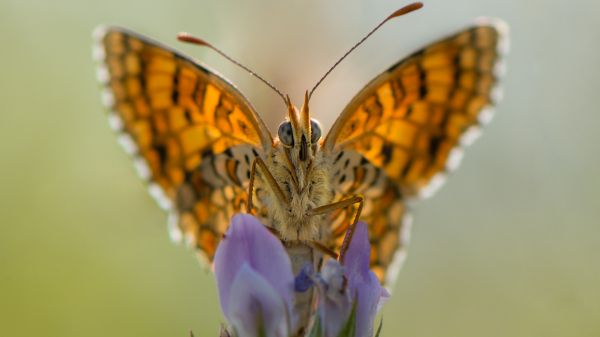 close up of monarch butterfly on iris