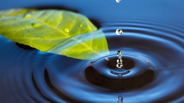 leaf floating in water with raindrop falling on stem