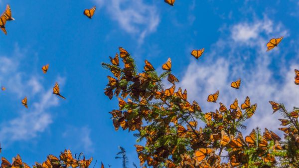 Monarch Butterflies on tree branch in blue sky background