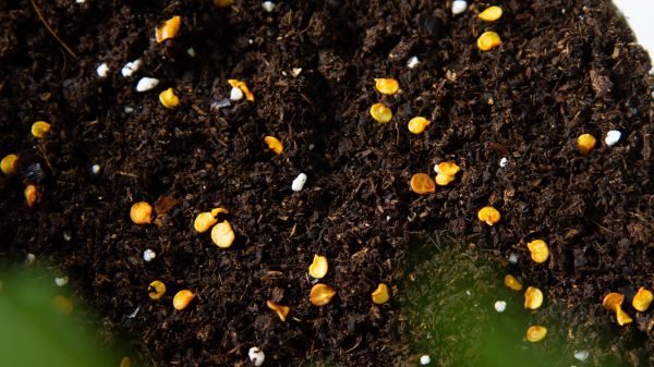 Seeds in soil framed by green leaves in foreground