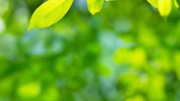 sun shining on green leaves