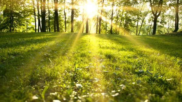 A golden sun illuminates a field of bright green grass. A small forest sits in the background.