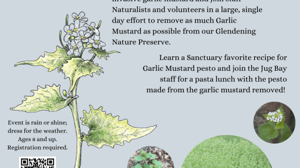 Great Garlic Mustard Pull!