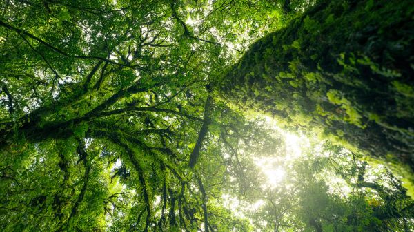 Looking up at the green foliage of tree canopy