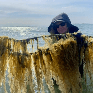 A line of people standing in the ocean, holding up seaweed