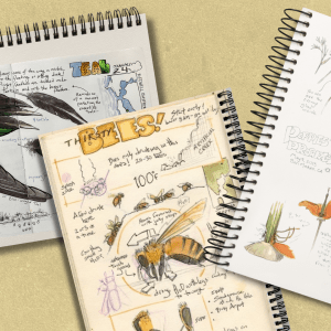 A pile of nature journals show drawing of flowers, bees, and a bird's wing. 