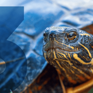 Close-up of a turtle's face with a semi-transparent blue "3" to the left
