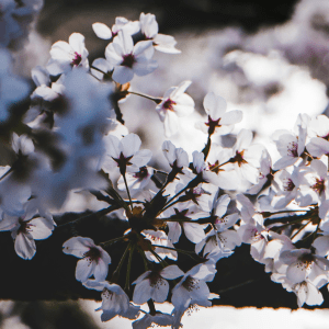 A close photo of a tree's branches with white flowers