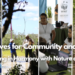 Mangroves for Community and Climate: Adapting in Harmony with Nature at WWF