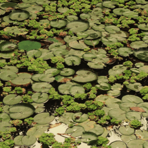 A body of water is crowded with green lily pads